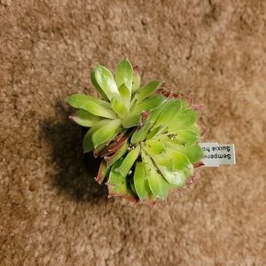 3 inch green and yellow succulent